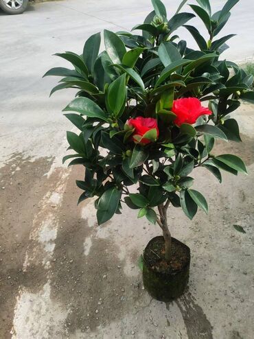 Другие комнатные растения: Предлагаются различные комнатные растения в горшках. В наличии кротоны — 21