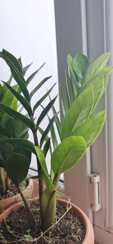gul qablarinin satisi: Zamioculcas zamiifolia (ZZ bitkisi) – dekorativ otaq bitkisi -
