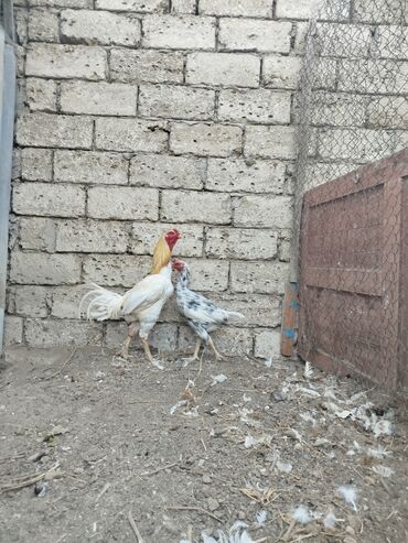xoru: Heyratı xoruz 3yaş tam sağlam toyuq 2yaş yumutlayır hal hazırda qiymət
