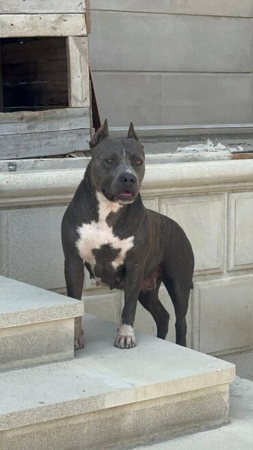 İtlər: Staffordşir bulterier, 2 il, Dişi, Peyvəndli -da lalafo.az — 2 İtlər: Staffordşir bulterier, 2 il, Dişi, Peyvəndli — 2