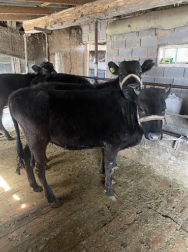 Коровы, быки: Продаю | Тёлка, Музоо, торпок — 5