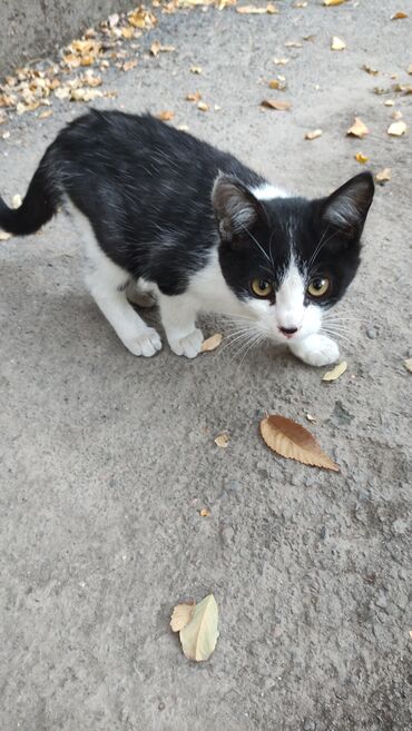 чистокровная немецкая овчарка: фото: Мышык бекер берилет: Породасыз, 4 айлык, Эркек