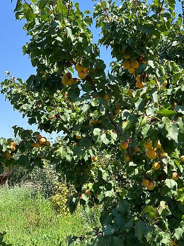 Продажа коттеджей и домов: Продается жилой дом в г.Каракол с приусадебным участком в живописном — 4