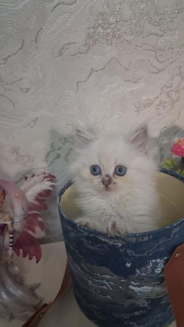 chinchilla satın al: Qızıl şinşilla, Dişi, Yaxşı əllərə, Ünvandan götürmə, Ödənişli çatdırılma — 2
