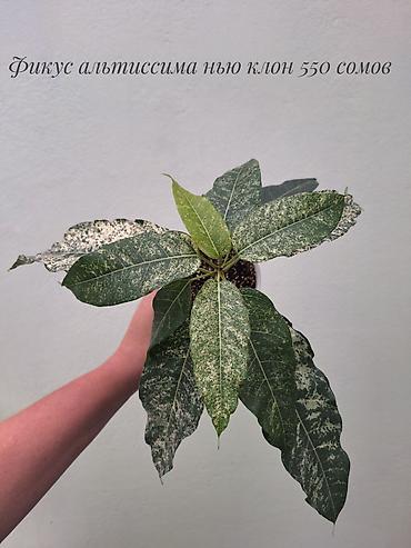 Бөлмө өсүмдүктөрү: 🌿 Фикусы разных сортов в продаже. Названия сортов и цены указаны на — 9