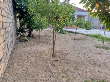 Bağ evlərinin satışı: Bakı, Albalı, 100 kv. m, 3 otaqlı, Kombi, Qaz, Su -da lalafo.az — 22 Bağ evlərinin satışı: Bakı, Albalı, 100 kv. m, 3 otaqlı, Kombi, Qaz, Su — 22