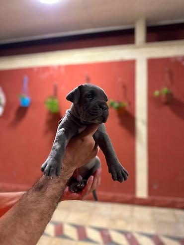 cane corso yavru: Kane-Korso, 1 ay, Erkək, Peyvəndli, Pulsuz çatdırılma — 4
