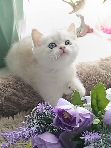 Продажа кошек: Скотиш Страйт (Шотландская прямоухая), 1 месяц, Девочка, Серебристая шиншилла, Приучена к лотку, Проглистована — 7