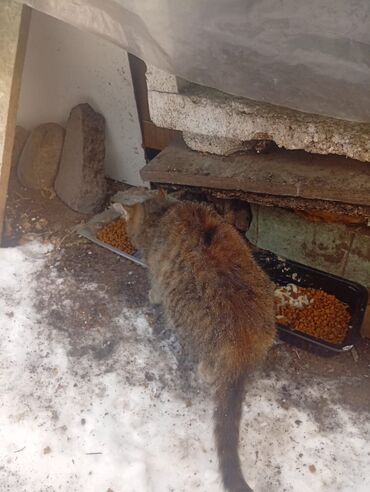 Отдам даром кошку: 4 месяца, Девочка — 6