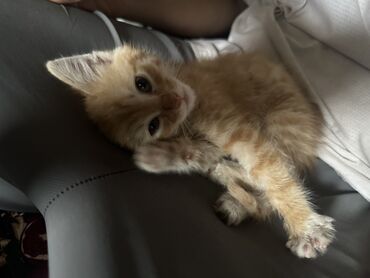 Продажа кошек: Беспородная, 1 месяц, Девочка, Рыжий