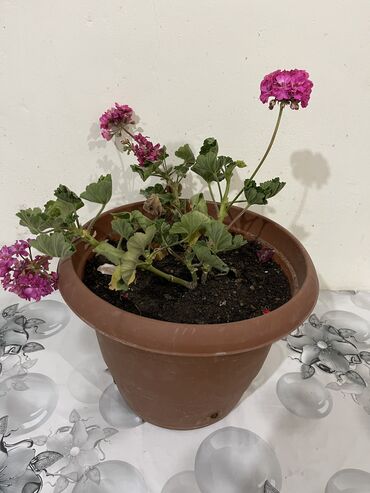 Otaq bitkiləri: Dibçək gülləri Çoxlu növdə dipcək gülləri var. Çatdırılma var — 6