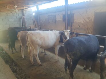 продаю музоо торпок корова самка бык самец айрширская ангус алатауская на забой для разведения на откорм племенные нетель привязанные: Сатам | Кунаажын | Бордоп семиртүү үчүн, Көбөйтүү үчүн | Байланган