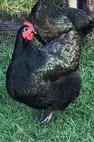 toyuq setkası: Toyuq, Australorp, Damazlıq — 2