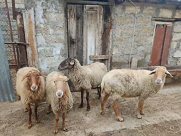 Qoyunlar, qoçlar: Dişi, il: 2 — 5