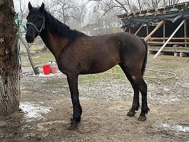 Лошади, кони: Продаю | Конь (самец) | Полукровка — 2