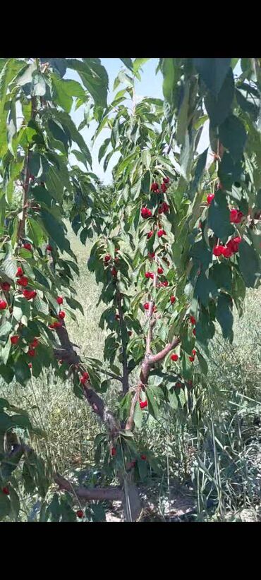 Torpaq sahələrinin satışı: 400 sot, Kənd təsərrüfatı, Mülkiyyətçi, Kupça (Çıxarış) — 9