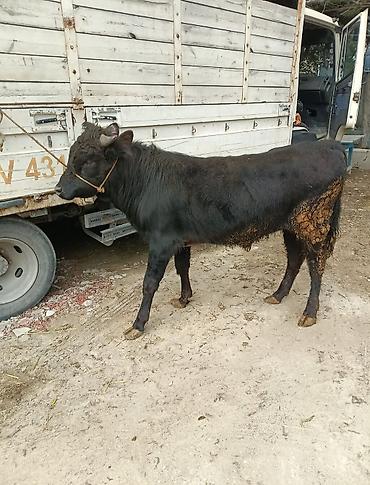 Inəklər, öküzlər: Inəklər, öküzlər — 11