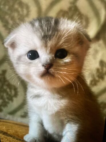 голая кошка сфинкс цена: Продаю котят!!! Шотландская веслоухая чистокровная кошка! КАНТ!