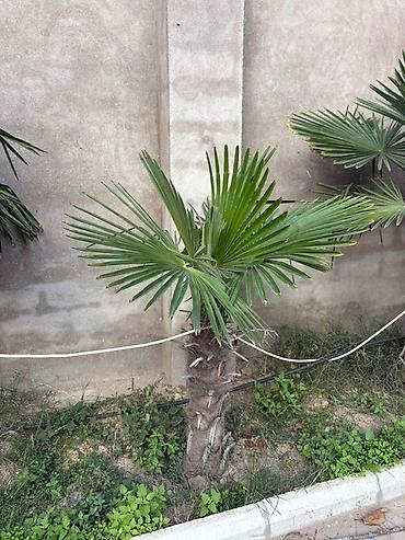palmalar: Məhsul: 8 ədəd müxdəlif ölçülərdə palma ağacı – Trachycarpus fortunei — 4