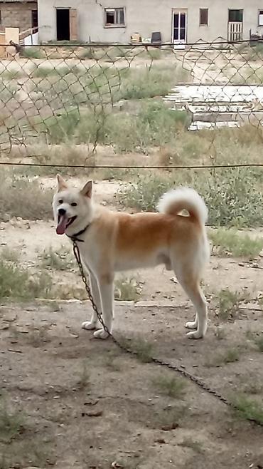 alabay iti satisi: Akita-inu, 11 ay, Erkək — 5