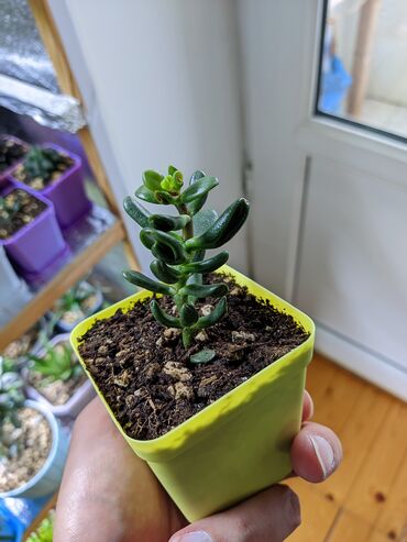 Otaq bitkiləri: Sukkulentlər. Sağlam və dözümlü bitkilərdi. Uzun müddət susuz qala — 4