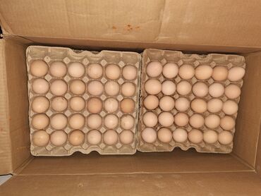 Продукты питания: Яйцо оптом С1 С2