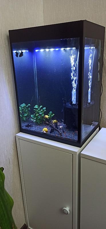 akvarium gəncə: Hündürlüyü 51.eni 27 uzunluğu 36 su tutumu 50 litr şkaf ilə balıqlar — 3