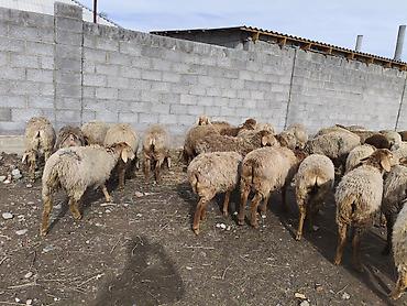 Баран, овца: Продаю | Овца (самка) | Для разведения | Матка — 7