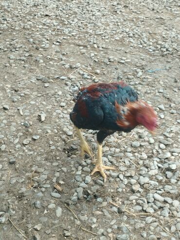 Xoruzlar: Aseel tipli uzunayaqlı cücərti/ceylək xoruz - Uzun və güclü sarı — 10