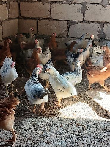 brama toyuqları: Сhicks, Для разведения — 2