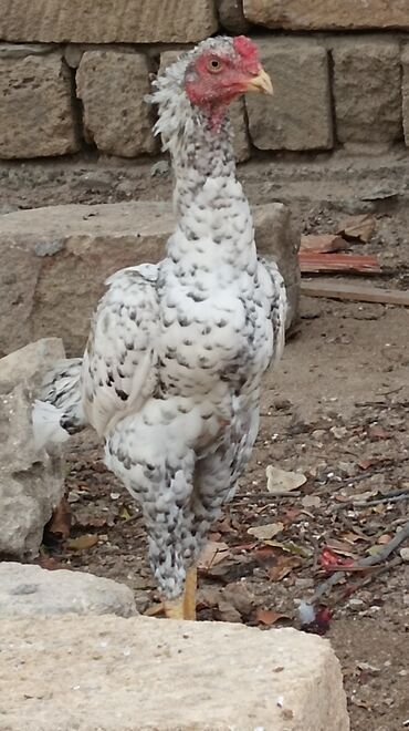 Inəklər, öküzlər: Toyuq, Damazlıq, Ünvandan götürmə