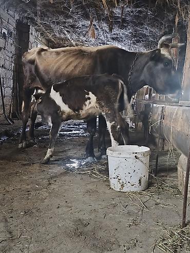 xacmaz heyvan bazari: Diqetle oxu yig Ana Bala satlir qocadi Dişi yoxdu çöle gedib gelen — 3