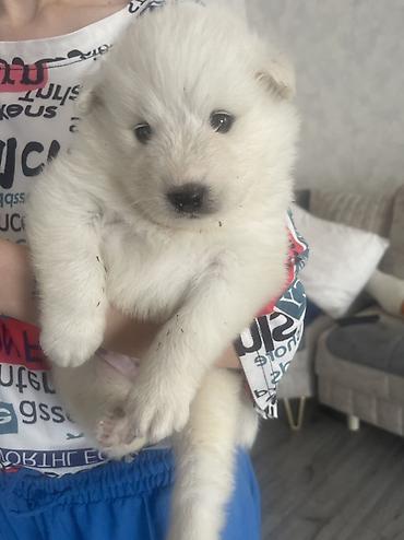 meymun balasi: Samoyed — 3