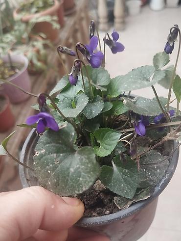 фиалки купить почтой: Bənövşə (Violet) – qapalı və yarı kölgəli məkanlar üçün saksı bitkisi — 1