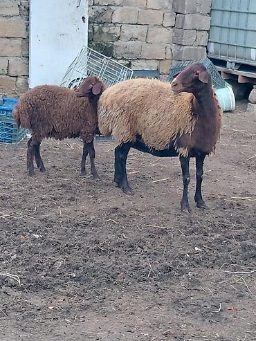 keci disi: Dişi, il: 3, Damazlıq, Ünvandan götürmə — 7