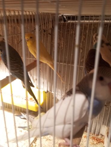 Tutuquşları: Biri 9 manat Rengbereng papuqaylar — 6