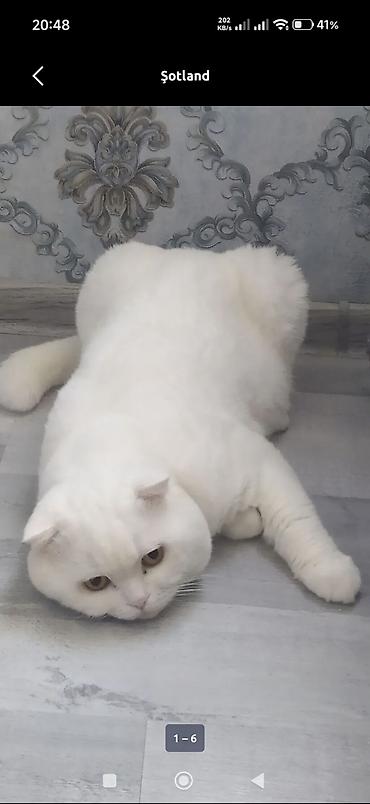 Şotland yastı qulaq, Erkək, Yaxşı əllərə, Ödənişli çatdırılma