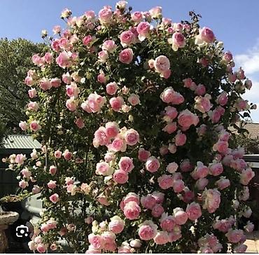 Роза: Саженцы — 20