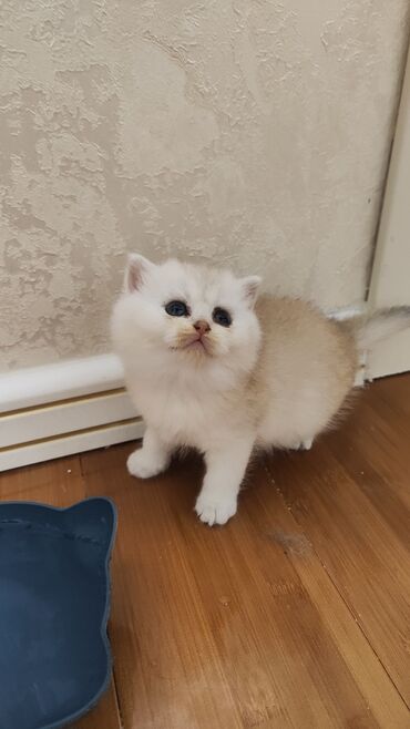 Pişiklər: Qızıl şinşilla, Dişi