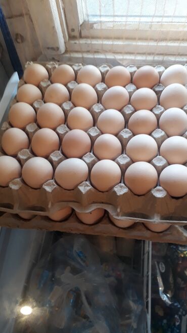 продам яйца: Продаю яйца С1 С2 в цена зависит от количества звоните договоримся