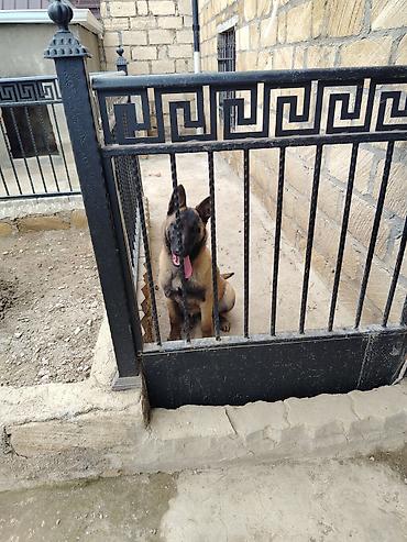 it pudel: Belçika Malinua (Belgian Malinois) – gözətçi/iş iti - Cins: Belçika — 2