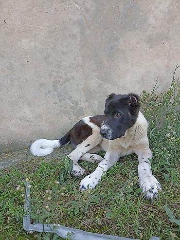 balaca it səkilləri: Qurdbasar, 5 ay, Erkək, Peyvəndli, Ödənişli çatdırılma — 1