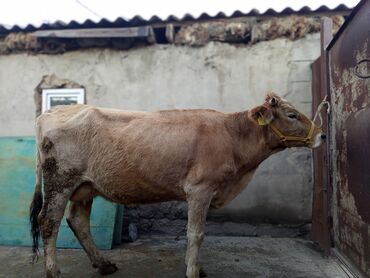 дом животные: Продаю | Корова (самка) | Для молока | Стельные