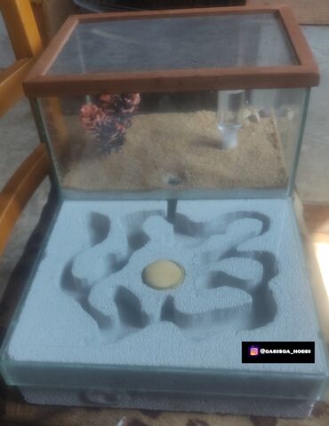 Digər heyvanlar: Maraqli heyvan saxlamaq isdiyenler size qarisqa tovsiye edirik maraqli — 7