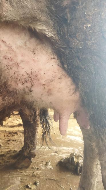 Коровы, быки: Продаю | Корова (самка) | Полукровка | После отела — 5