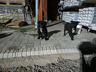 Продажа собак: Овчарка, 2 месяца, Самец — 10