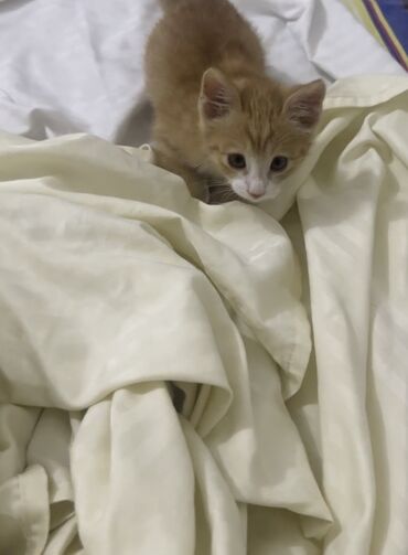 бенгальский леопардовый кот: 3 месяца, Мальчик, Приучена к лотку