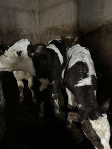 симентал бычки: Сатам | Музоо | Голштин | Көбөйтүү үчүн | Асыл тукумдуу