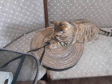 Зоотовары: Зачем кошке когтеточка? Первая причина — это гигиена, А — 3