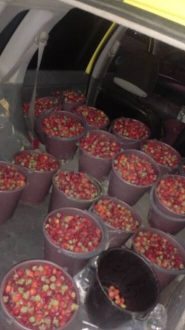 продам шиповник: Малина Оптом